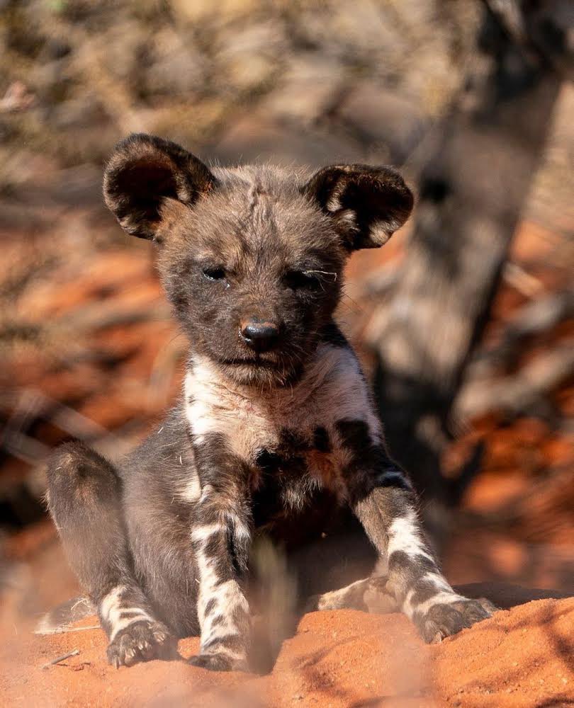 Say hello to the newest 'pups' at school, as @tswalu welcome their newest painted dogs (African Wild Dog) to the class. 😉 Don't they look particularly adorable against that red Kalahari sand! 🐶 ❤️