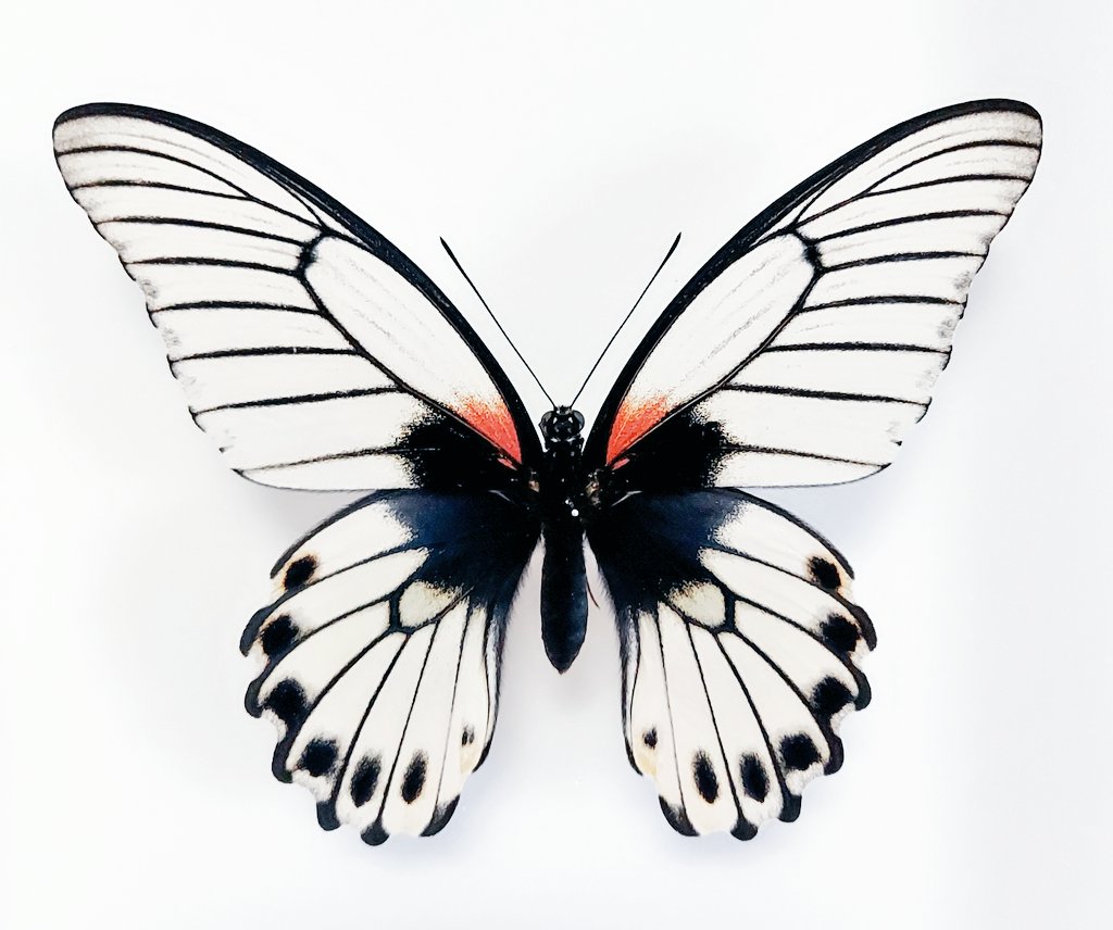 ナガサキアゲハ ♀標本 白発達型☆リンガ島産107mm 美麗標本