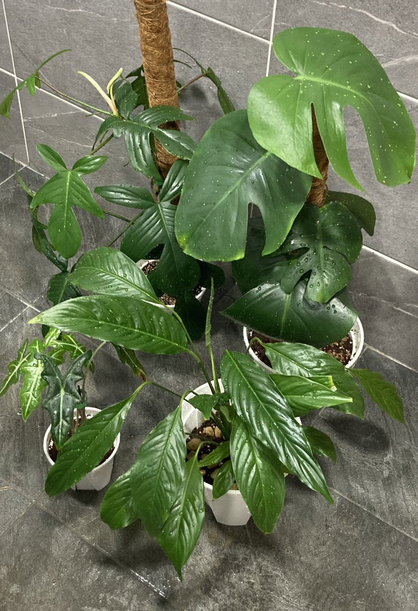 오랜만이에요…   오늘 밀린 분갈이 했어욤…