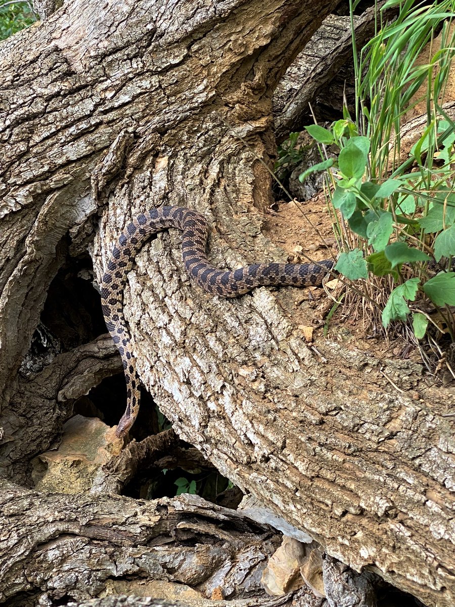 Reptiles/Amphibians of the month 2/2

Salamanders are way too difficult to identify :/ but... snakes I'm pretty good with: Black Rat Snake, Plain Bellied Water Snake, Bull Snake.