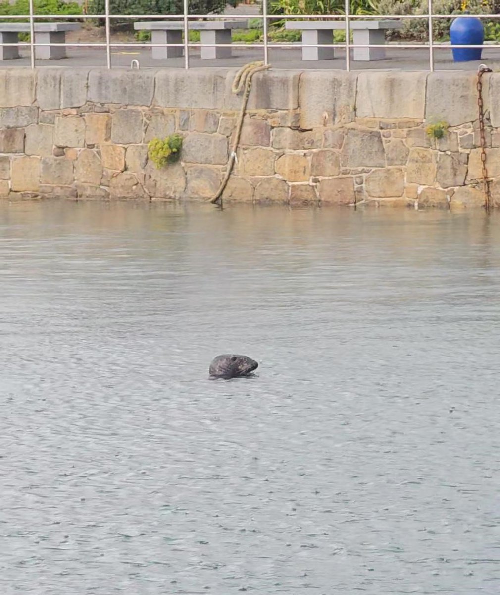 Look who popped in to see us this morning!  #Sealpup
