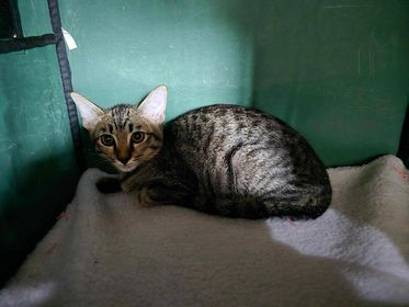 CatsterClub's tweet photo. 🏡หาบ้านให้น้องแมว🏡
สวัสดีค่ะ หาบ้านให้น้องแมวหน่อยค่ะ น้องเป็นแมวในหมู่บ้าน นิติกำลังจะนำไปปล่อย เลยช่วยมาก่อนค่ะ
 น้องสลิดเป็น ช อายุ 3 เดือนนิดๆ ไม่มีโรคค่ะ ตรวจแล้วค่ะ 
กินเม็ด เปียก เข้ากะบะทรายเป็นค่ะ 
หากถึงเวลาวัคซีนและ ทำหมันยินดีออก คชจ ให้ค่ะ 
ขอบ้านอบอุ่นให้น้องหน่อยนะคะ
 ทางเจ้าของโพสมีน้องแมวจำนวนมากแล้วจริงๆ ค่ะ

พิกัด  : กทม สมุทรปราการ หรือใครสนใจจริงๆ แจ้งได้นะคะ ยินดีส่งให้

ติดต่อ : นัท 089-2062770 หรือ lineid:juechan25