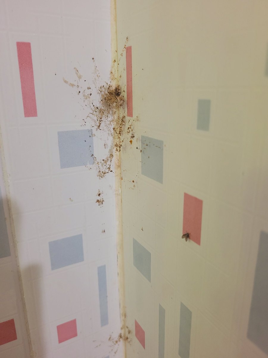 Faizee Ali Khan tweet media