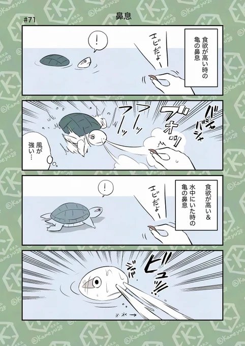 亀飼い4コマ「鼻息」 