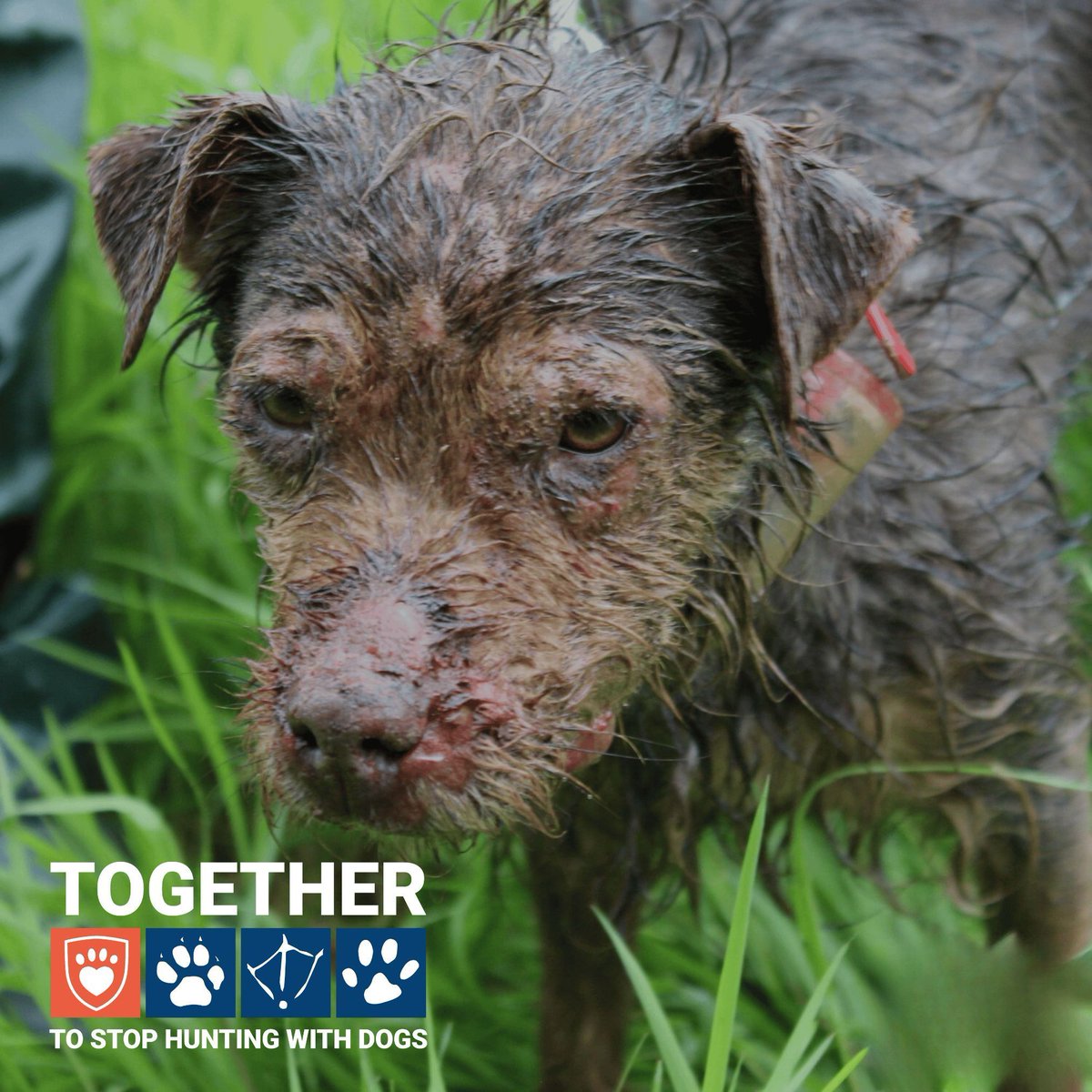 USPCA_Official's tweet image. This terrier was used for a hunt in NI. The dog became injured as a result and was abandoned in a badger sett where it was rescued by the USPCA.  

Add your voice. Sign our petition with the @LeagueACS. Tell your local MLA to #EndHuntingWithDogs 

🐶👉  buff.ly/3WW0SZ8