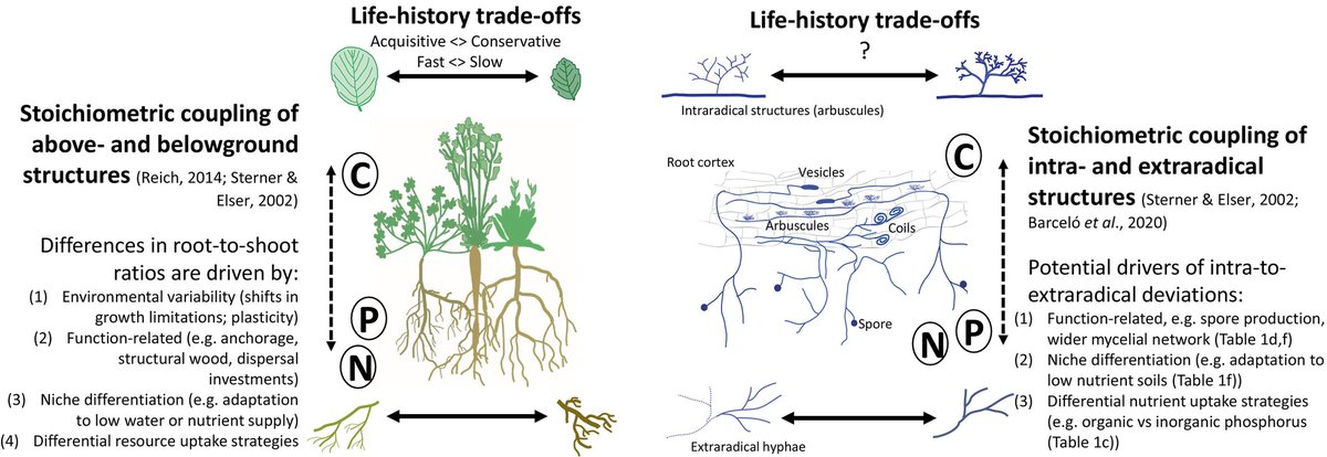 New Phytologist (@newphyt) on Twitter photo Revisiting life-history theory in arbuscular mycorrhizal fungi with stoichiometric principles
📖 nph.onlinelibrary.wiley.com/doi/10.1111/np…
#Viewpoint by Camenzind et al.
<a href="/t_camenzind/">Tessa Camenzind</a> <a href="/jsoilecol/">Jeff Powell</a> <a href="/AguilarT_CA/">Carlos Aguilar-T 🏳️🌈 🇩🇪 🇸🇻 🇫🇮</a>, <a href="/mrillig/">Matthias C. Rillig (currently sabbatical @OIST)</a>
#arbuscular #mycorrhizal #fungi Revisiting life-history theory in arbuscular mycorrhizal fungi with stoichiometric principles
📖 nph.onlinelibrary.wiley.com/doi/10.1111/np…
#Viewpoint by Camenzind et al.
<a href="/t_camenzind/">Tessa Camenzind</a> <a href="/jsoilecol/">Jeff Powell</a> <a href="/AguilarT_CA/">Carlos Aguilar-T 🏳️🌈 🇩🇪 🇸🇻 🇫🇮</a>, <a href="/mrillig/">Matthias C. Rillig (currently sabbatical @OIST)</a>
#arbuscular #mycorrhizal #fungi