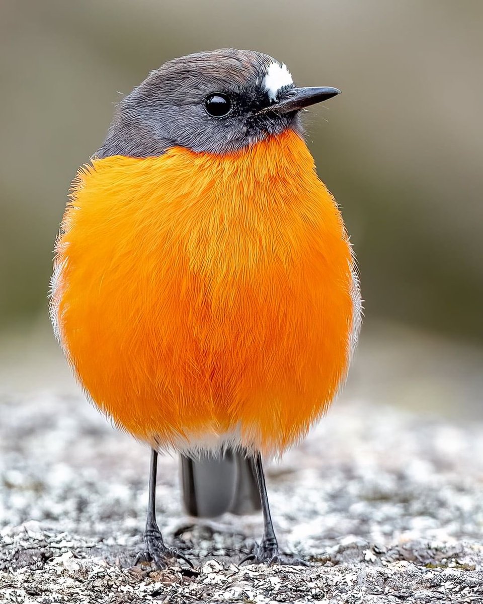 Hello Everyone! 😊 Have a beautiful day 🧡