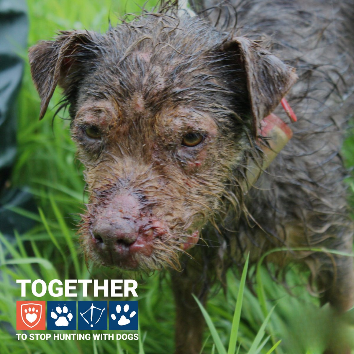 LeagueACS's tweet image. This injured terrier was used for a hunt in Northern Ireland. The dog became injured as a result and was left abandoned in a badger sett where it was rescued by the USPCA.  

Sign our petition with the USPCA. Tell your local MLA to #EndHuntingWithDogs 👇

leagueacs.co.uk/YhJL2