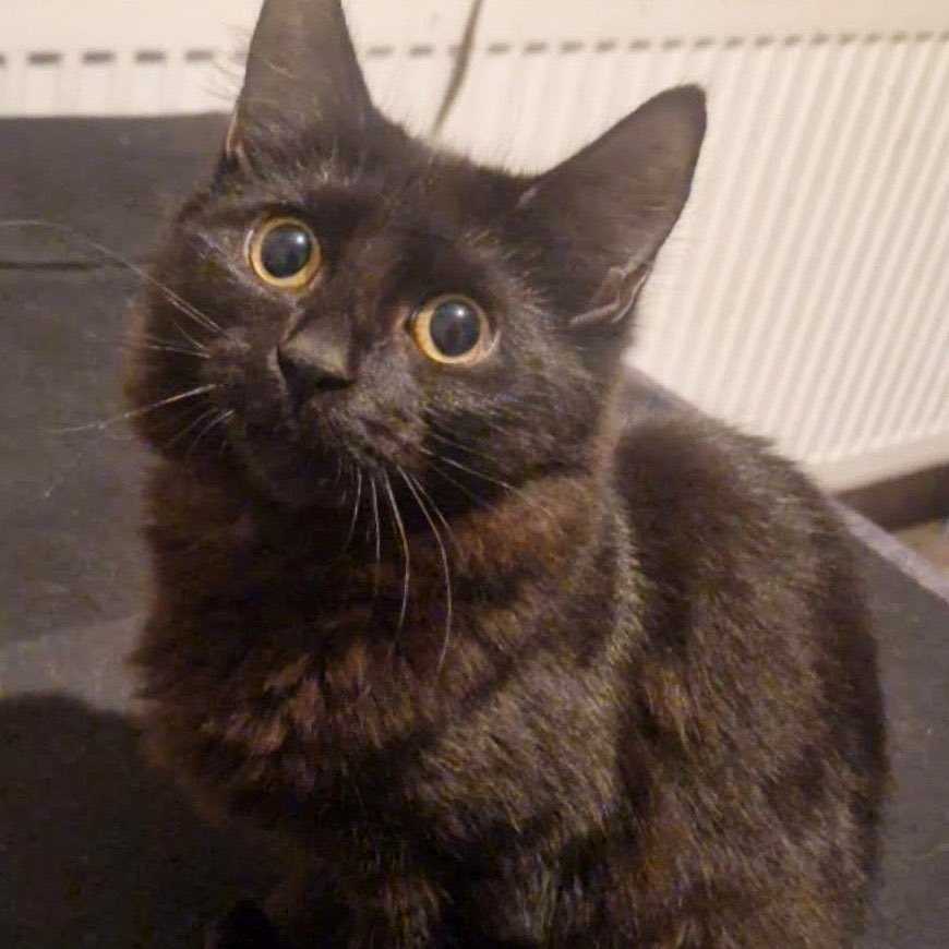 We have 100 cats and kittens currently in foster care here at Feline Friends London all looking for permanent homes. 

Make sure to head to our website (link in bio) to check out some of the cuties who are ready to find their fur-ever homes 🏠💛