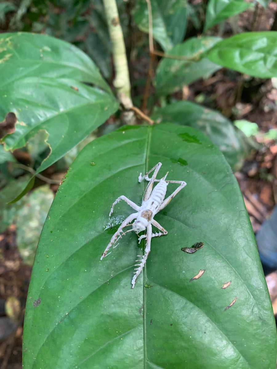 Lcabelloaleman's tweet image. Celebrating #WorldAmazonDay with these amazing memories in the Ecuadorian Amazon🐊🐒🦥🦗🕷️🐍💚 

#5september #AmazonDay #Amazonas #Jungle #Ecuador