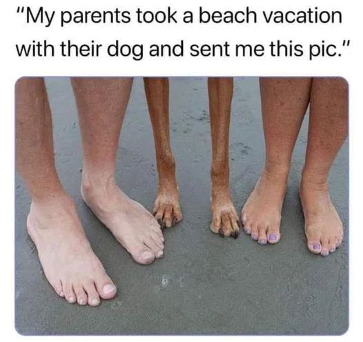 WholesomeMeme's tweet image. 