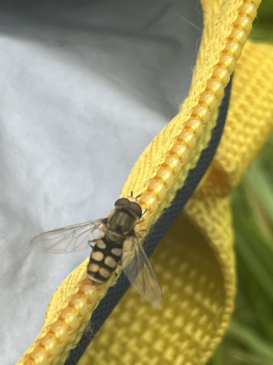 camp_curiosity's tweet photo. Another lunchtime friend today whilst scoffing my protein overload lunch on my @EdsentialUK #outdoorfirstaid course. Also mentally trying to get myself prepped for being fully back to it from Monday & remembering my truck is chocka with all the #CPD stuff from Monday 🤦♀️ https://t.co/AJ0iH6pu8k