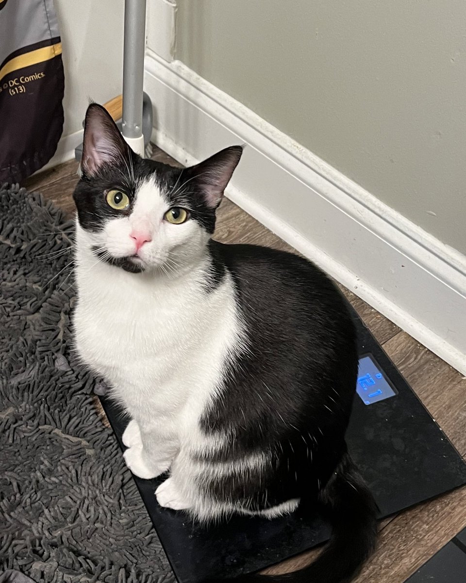 TheBoozerweight's tweet photo. Halford wishes to inform everyone that his current fighting weight is 12.1 lbs. #BodyCat #fitness #CatsOfX https://t.co/7J7avSny7V