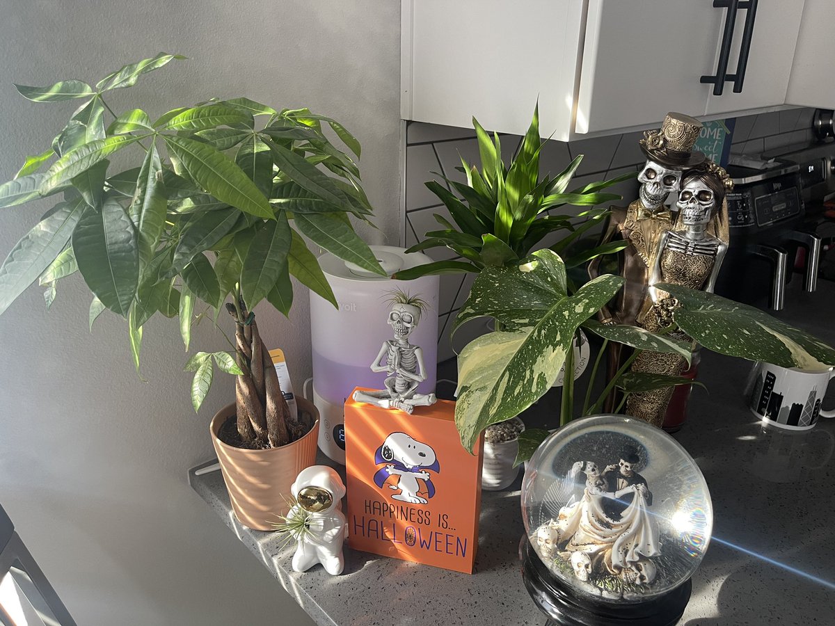 Thats_wildddd's tweet image. Goodmorning #Spookyfam Feelin like I wanna turn my kitchen into a jungle now