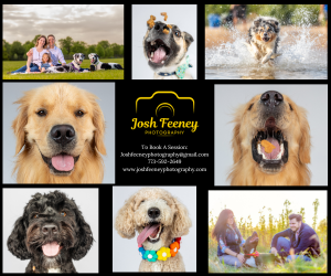 Now Booking Pet Photos! dlvr.it/TCsJvw