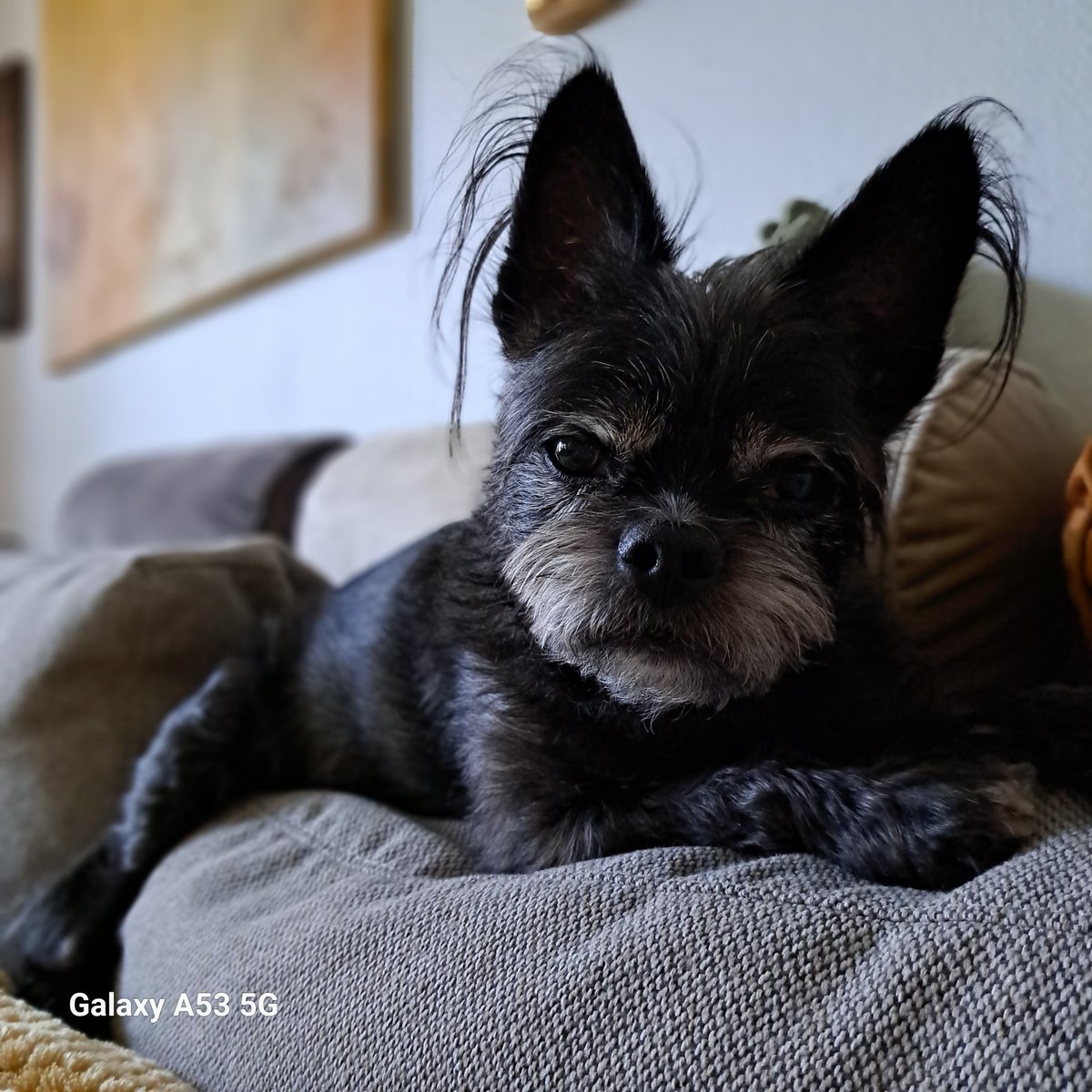 Muori vetää sikoa tossa mun alapuolella. Tai se veti sikoa. Jos loikoileminen venyy, kandee kiivetä yläparvelle ja keskittyä paheksumaan äänettömästi. Se tehoaa aina.🧐