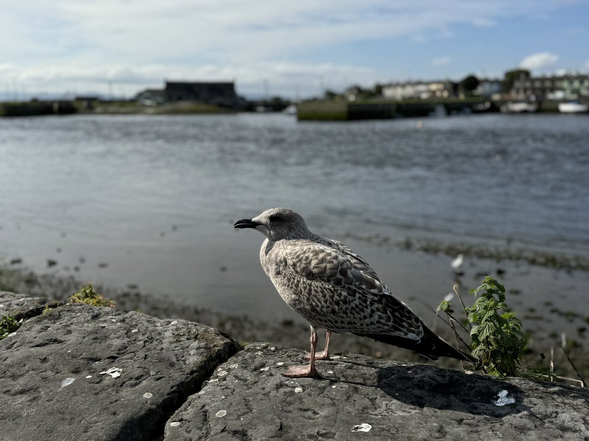 In Galway at the fan owned <a href="/GalwayUnitedFC/">Gaillimh Aontaithe 🇱🇻</a> 
Third best team in ROI at present. 
Top sell out night with Choccy last night. Thanks for coming. 
Brian will resume Choccy’s diary in the next UWS. 
Driving to Dublin now. A few tickets left for tonight and tomorrow Belfast