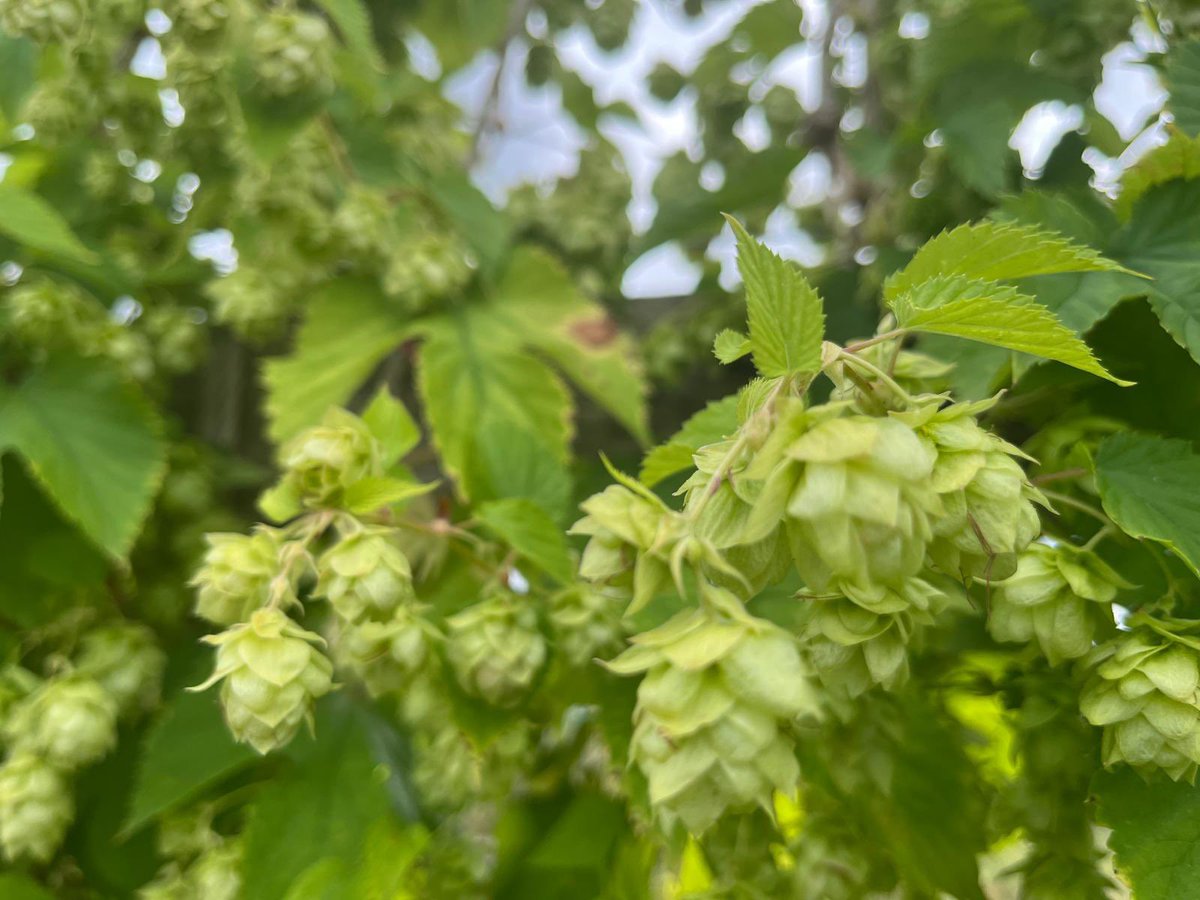 Green Hop beer… it’s nearly harvest time for our homegrown hops. Once a year we brew a special with our own hops - fresh from the bine to the brew. 👀
