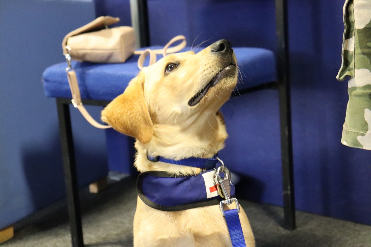 amy_baker22's tweet photo. Support Dogs gives Battersea rescue pup a second chance as a life-saving assistance dog https://t.co/2YfSJ1eNfO https://t.co/6lvnboeruk