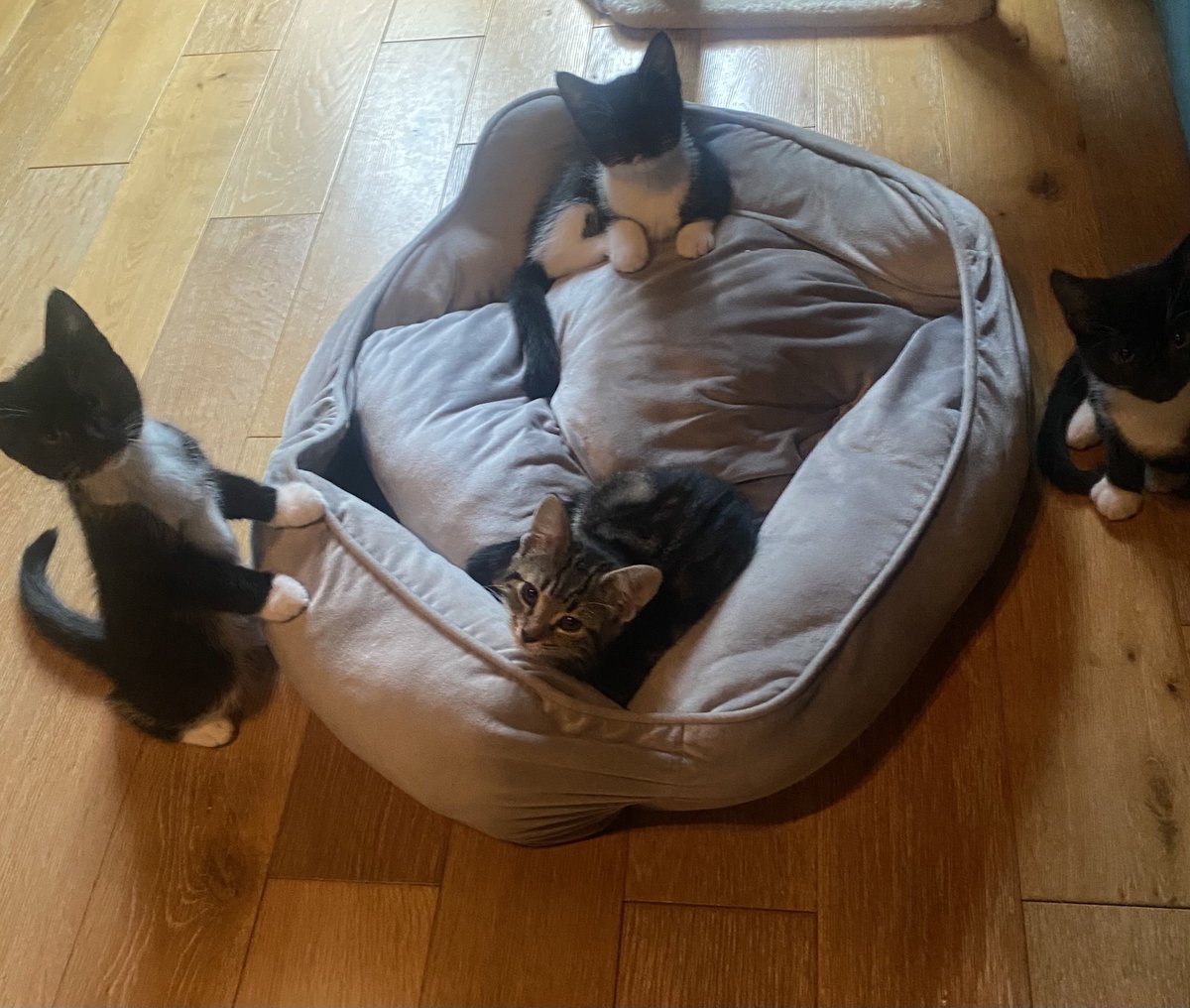 KittensCam's tweet image. And then there were four 😿😻😻😻😻

#fairycatmother #theeight #catsofX #adoptdontshop #kittenCam #kittensofX #cats #kittens #cute #fosteringsaveslives #kittensofinstagram #catsofinstagram 🐾