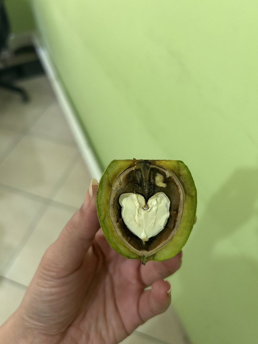 Ask cevizi
Favlayan aski buluyo