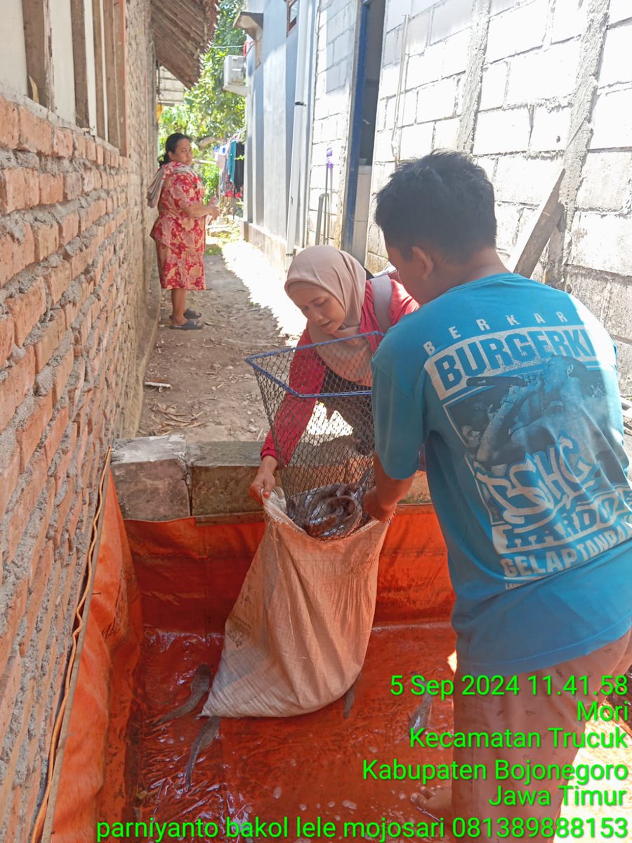 bett_alqi's tweet photo. Kamis (5/9), Baiti, Luhkan Bojonegoro, melaporkan #panen Lele di Sdr. Aang (Ds. Mori), teknologi sederhana, sebanyak 43 kg, kolam terpal luas 8 m², size 8 - 12 ek/kg, harga Rp. 19.000/kg
#GiatLuhkanSatminkalBWI
#Bnegoro 
@pusluhkp
@bppsdm_bp3bwi https://t.co/1yjZziEeBT
