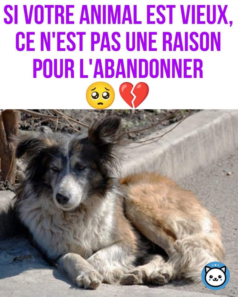 🌏 Planète Animaux tweet media