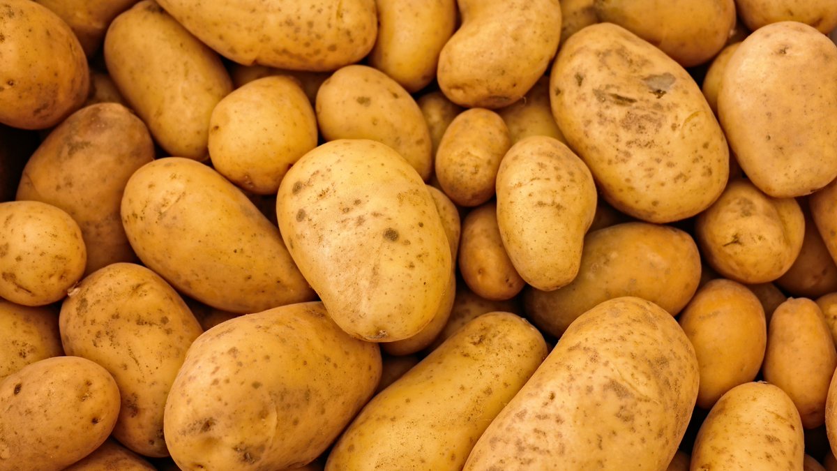 #CRISPRCas9 potato variants showed increased resistance to the late blight pathogen, Phytophthora infestans, with a four-year field trial demonstrating increased resistance without negative impacts on yield or quality.

Read more: shorturl.at/ZGHQP