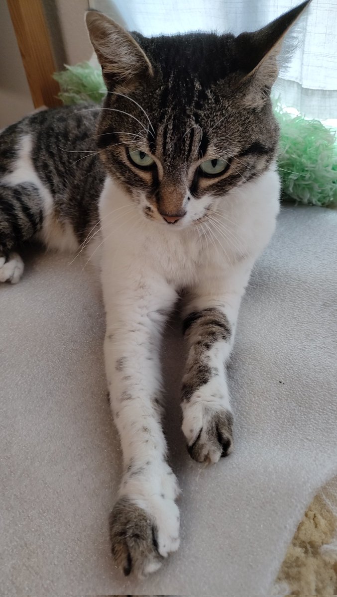 SIDPLAYSMENE's tweet photo. Nikita the cat enjoying is evening doing nothing and sleeping as always. https://t.co/eBrgW134GT