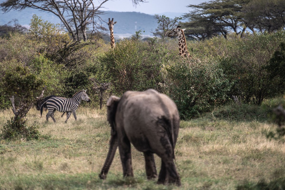 ChinaDaily's tweet photo. #EverydayHero Chinese conservationist contributes to wildlife protection in #Kenya. #China #Afirca #wildlife https://t.co/EM9XTXVqZV https://t.co/RVYdBs59um