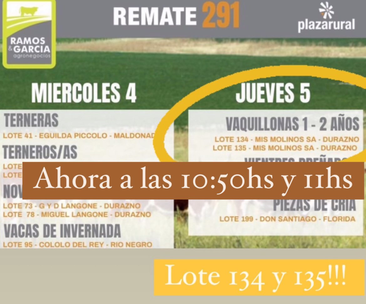 Imperdibles lotes de vaquillonas salen ahora a remate!!!!