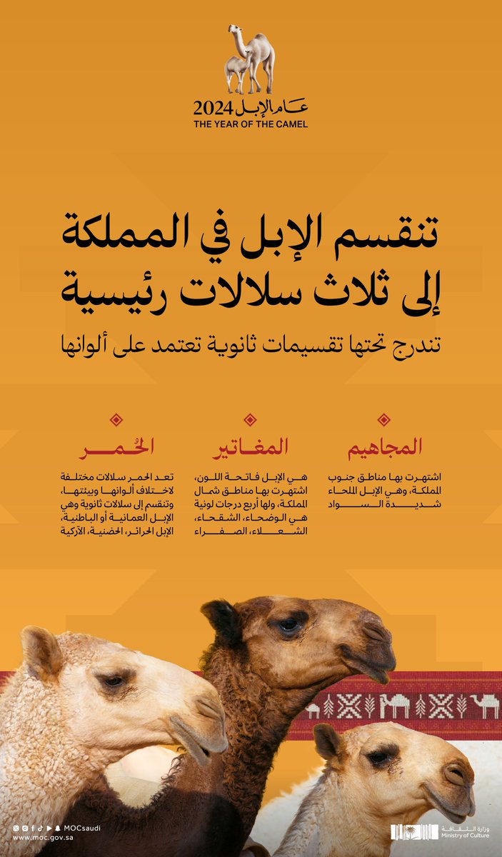 العرب تعرف إبلها الأصيلة..

هنا نظرة على سلالات الإبل الرئيسية 🐪 

#عام_الإبل_2024 
#وزارة_الثقافة