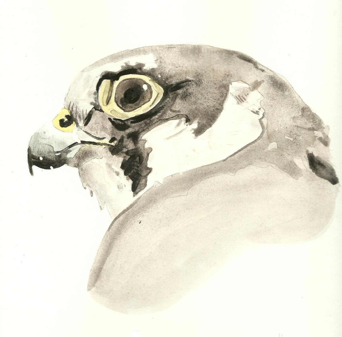 Bonne journée !  #falcon #nature #bird #wildlife #watercolor #birdart #birds #ArtistOnX plumalo.etsy.com