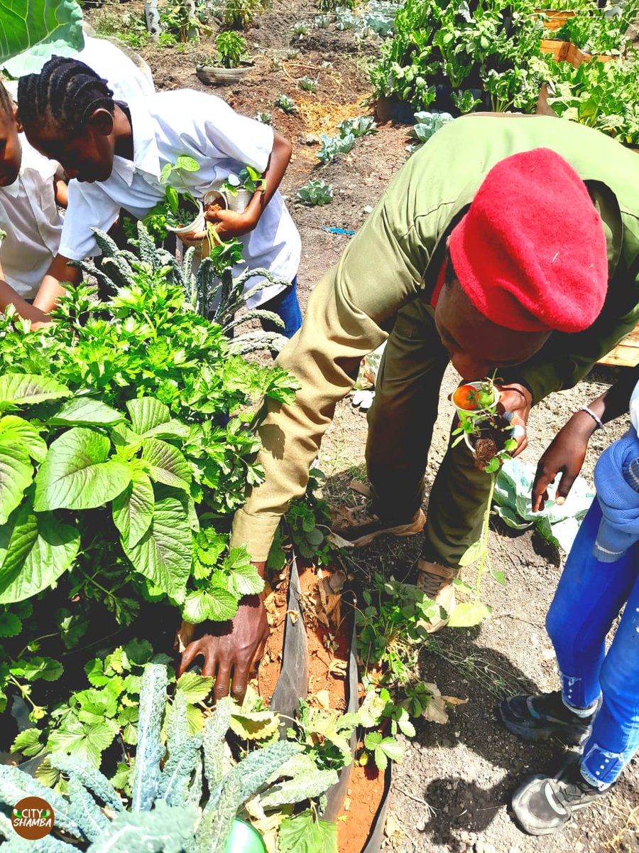 city_shamba's tweet photo. In our #FoodForest we offer hands-on #LearningTrips for primary school students aligned with CBC. 
Students get to explore #SustainableFarming, #UrbanAgriculture and Environmental Conservation.

Book a visit today and give your students an unforgettable learning experience!. https://t.co/Y58ULXuxbs