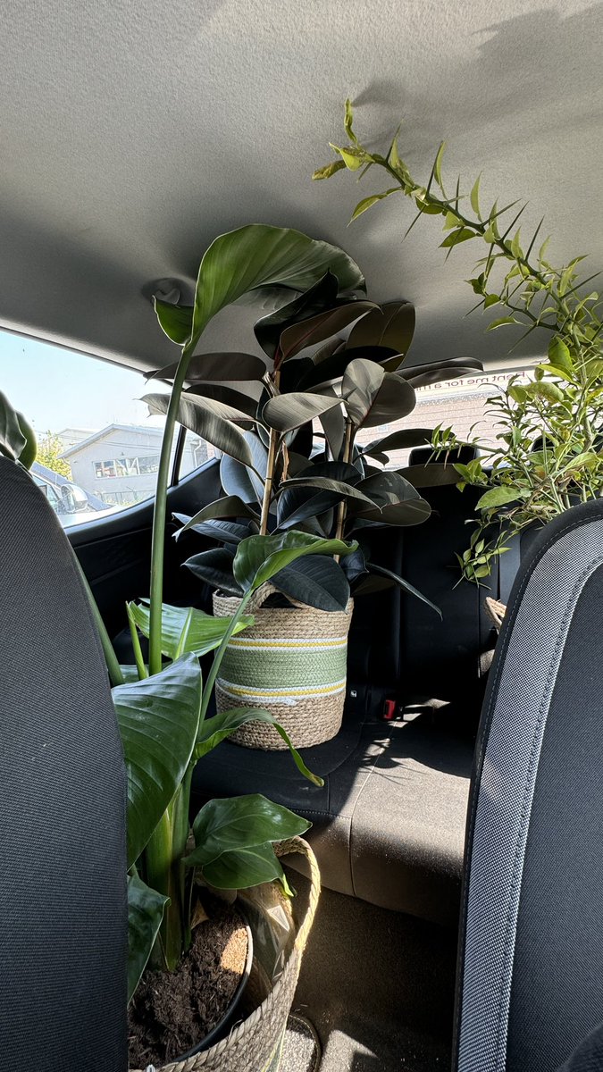 Везу новых соседей домой 🥹