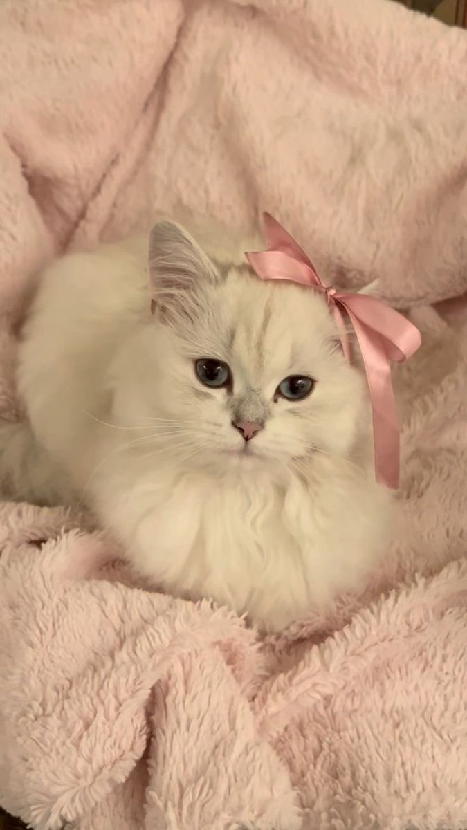 princesmindset's tweet photo. me:   :(

ma cat: prrbbtt?

me:   :) https://t.co/AK9n2mORg7