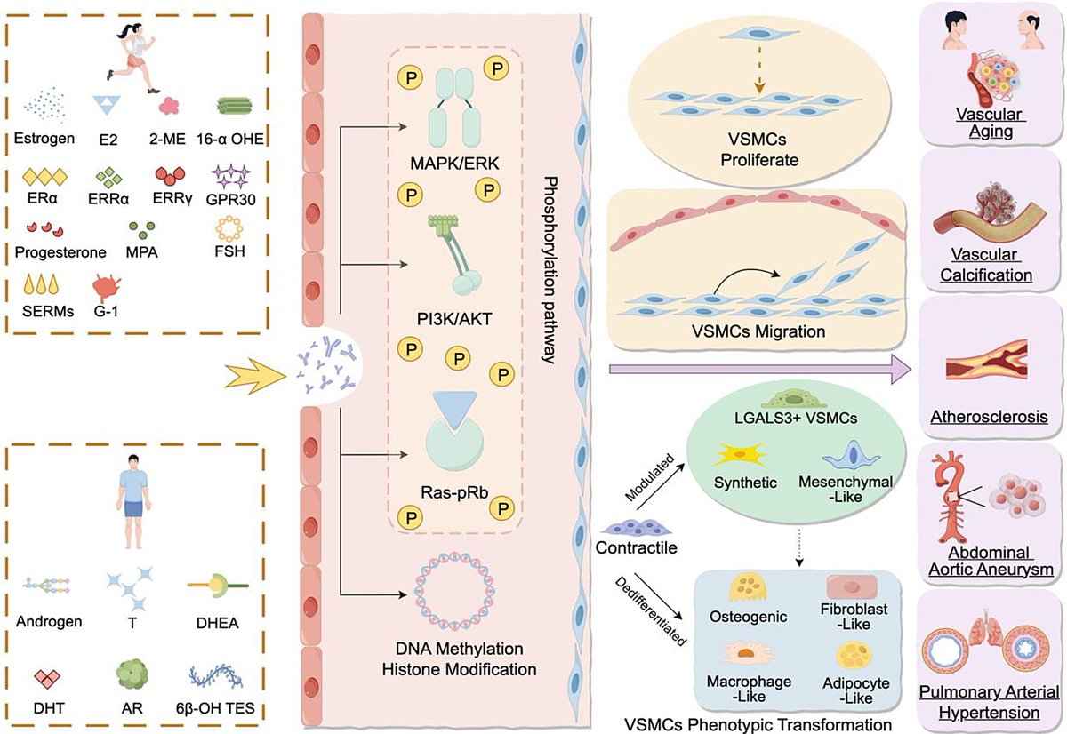 Hormonal influence: unraveling the impact of sex hormones on vascular smooth muscle cells dlvr.it/TCs4HH