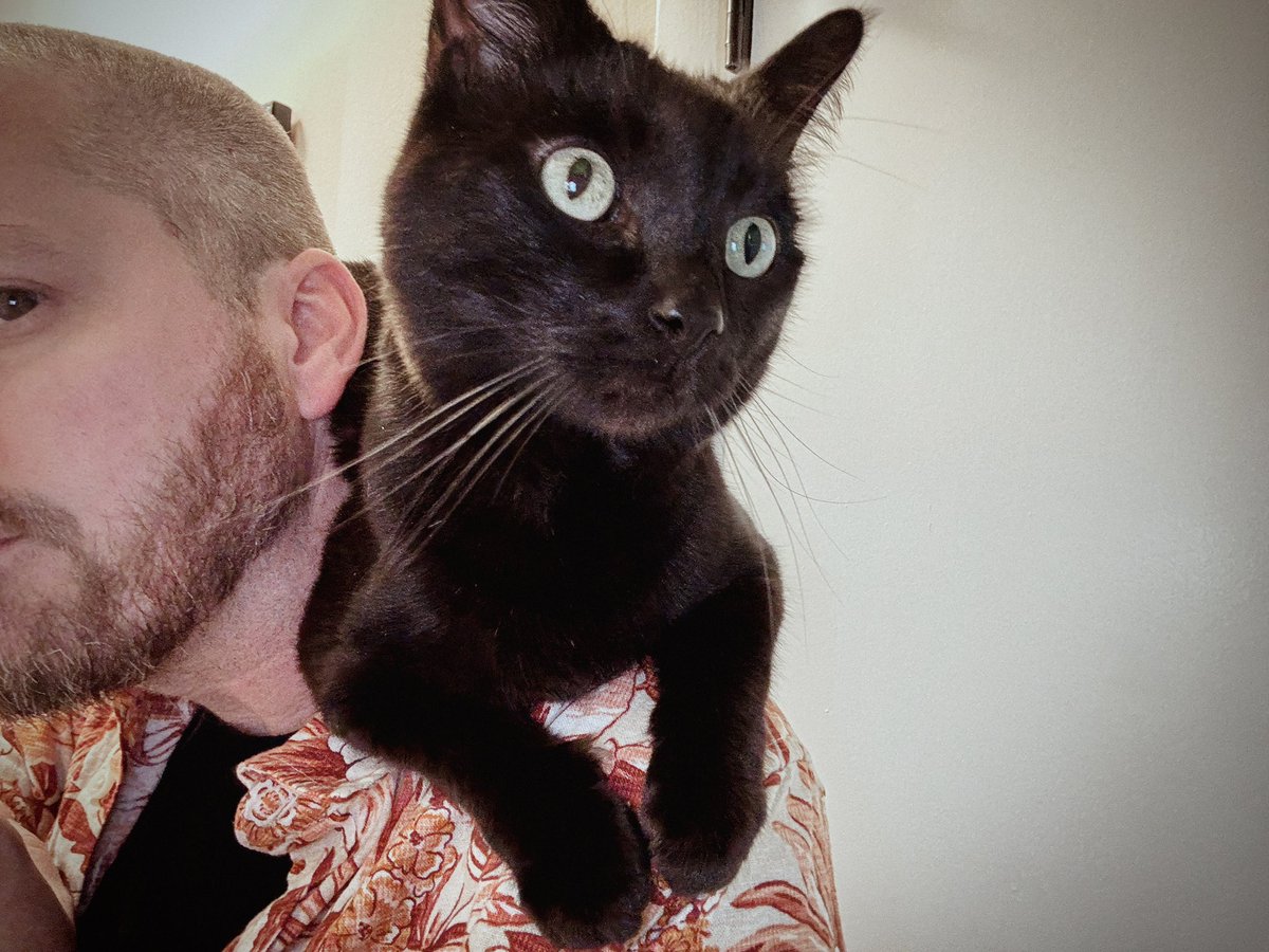 Adopted this goblin 7 years ago. She’s moody and she hates everyone but me. She’s the best.