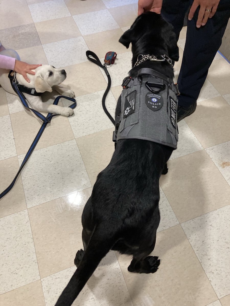 Karen Rufo (@lexingtonnurses) on Twitter photo Many thanks to Lexington Officers Joe & Kristina for bringing smiles to LHS with Police K9s- Maisie &Watson!What a great start to the day!Puppy therapy at its best!❤️<a href="/LHSPEStaff/">Lexington High PE Staff</a> @LPS_Planning <a href="/lexingtonsuper/">Dr. Julie Hackett</a> <a href="/TownOfLexMA/">Town of Lexington, MA</a> <a href="/LexingtonPolice/">Lexington Police (MA)</a> Many thanks to Lexington Officers Joe & Kristina for bringing smiles to LHS with Police K9s- Maisie &Watson!What a great start to the day!Puppy therapy at its best!❤️<a href="/LHSPEStaff/">Lexington High PE Staff</a> @LPS_Planning <a href="/lexingtonsuper/">Dr. Julie Hackett</a> <a href="/TownOfLexMA/">Town of Lexington, MA</a> <a href="/LexingtonPolice/">Lexington Police (MA)</a>