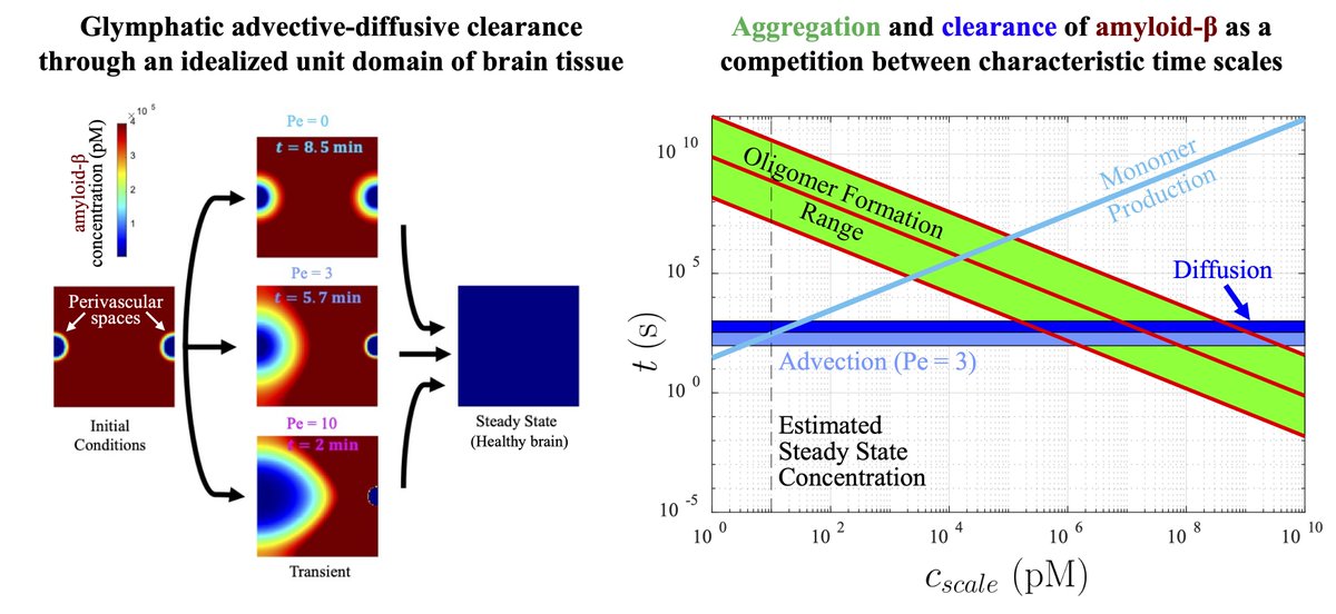 Dynamics of waste proteins in brain tissue: Numerical insights into Alzheimer's risk factors, Lily Watkins, Saikat Mukherjee, and Jeffrey Tithof #Proteins #Alzheimer #BiologicalPhysics go.aps.org/47hhVt7