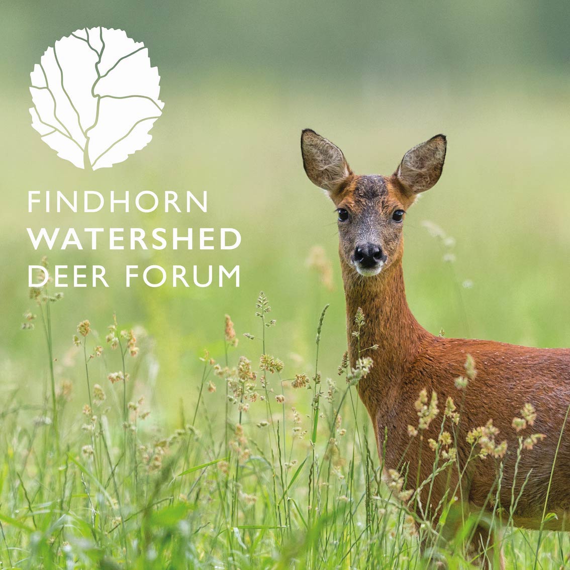 Newly launched Findhorn Watershed Initiative Deer Forum offering a taste of venison at 2024 Logie Timber Festival.  #naturallyscottish #ScottishFoodDrinkSeptember #venison #scottishvenison #logietimberfestival  #findhornwatershediniative  Story here scottish-venison.info/category/news/