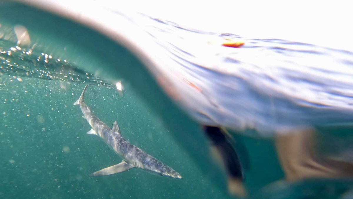 Sam Harris tweet media