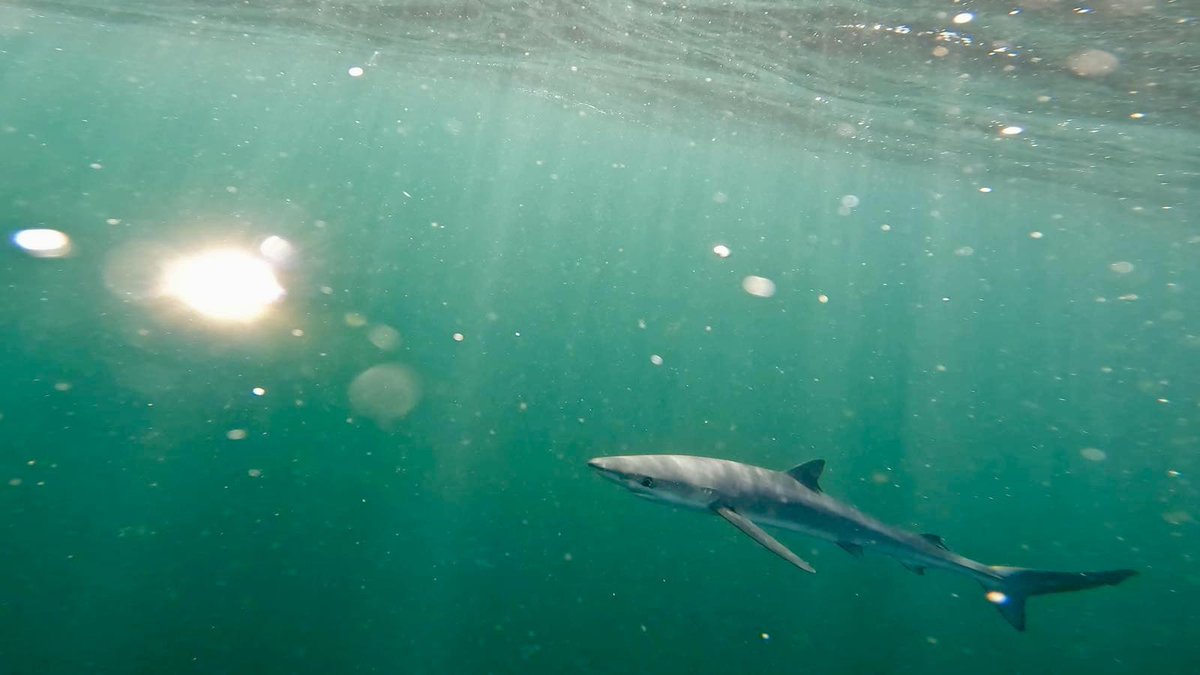 Sam Harris tweet media