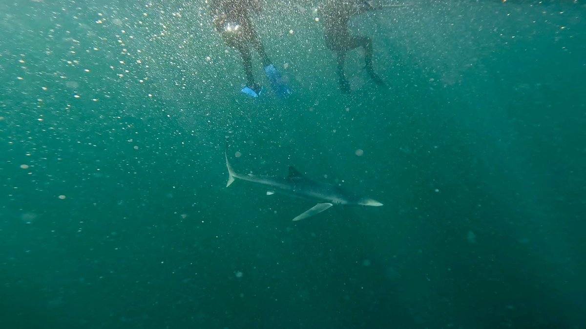 Sam Harris tweet media