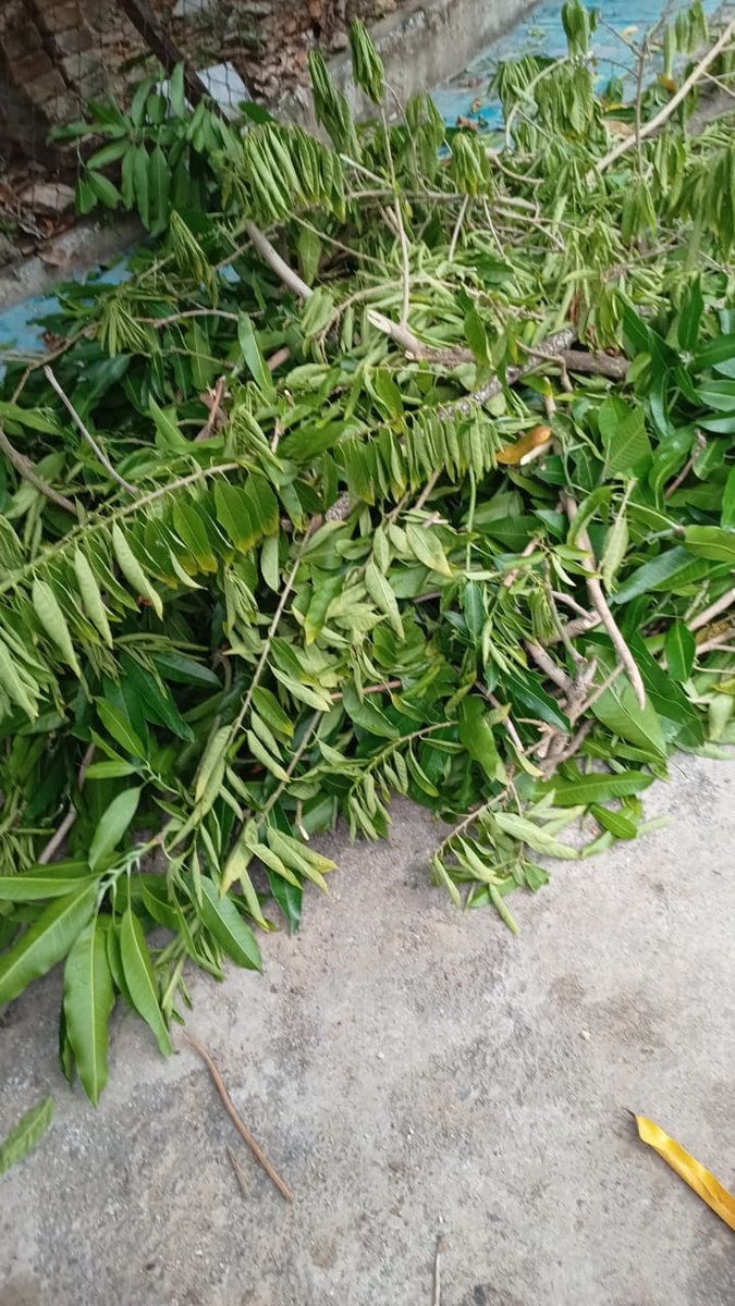 BLoojep's tweet photo. @CFE_Contigo deberian de ser mas estrictos con las compañias que contratan fueron a podar los arboles me dejaron sin una fase tengo una persona enferma y no conforme dejan su basura en la rampa para complicar la salida en camilla reporte ayet y no me solucionaron https://t.co/UquRKlRuBe