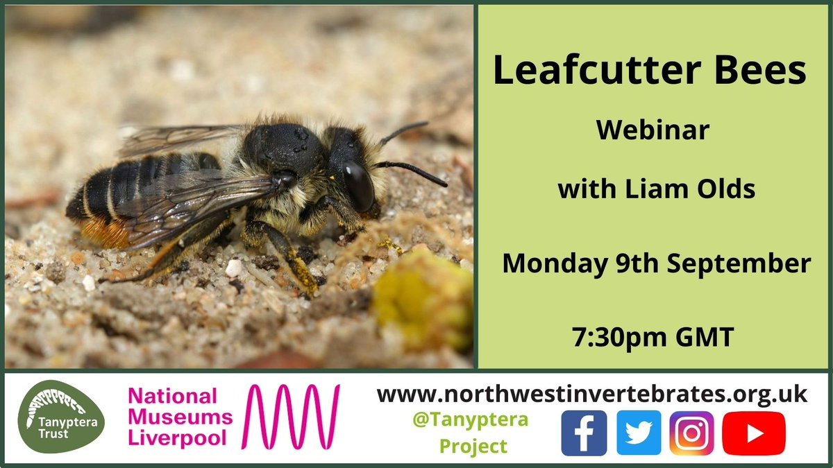 Tanyptera Project tweet media