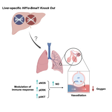 Cell_Metabolism's tweet image. Hepatic BMAL1 and HIF1α regulate a time-dependent hypoxic response and prevent hepatopulmonary-like syndrome dlvr.it/TCs6z8