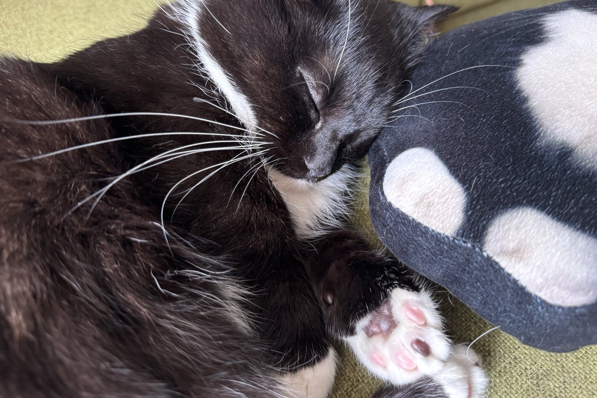 うにとうにクッション
（うにの肉球はピンクと黒です）

Uni and Uni pillow
（He has pink and black toe beans!）