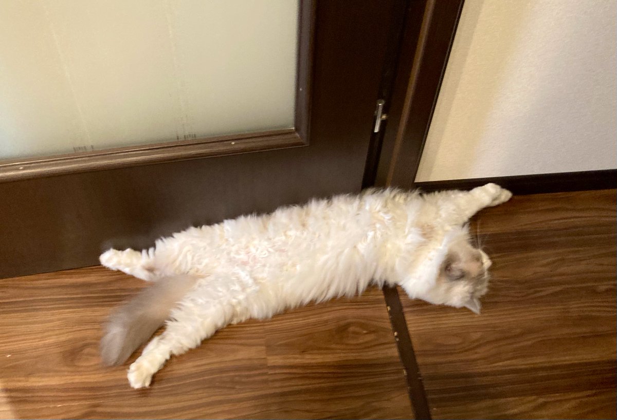 KUMO_Ragdoll's tweet image. うちのネコ、長方形
#rectangular