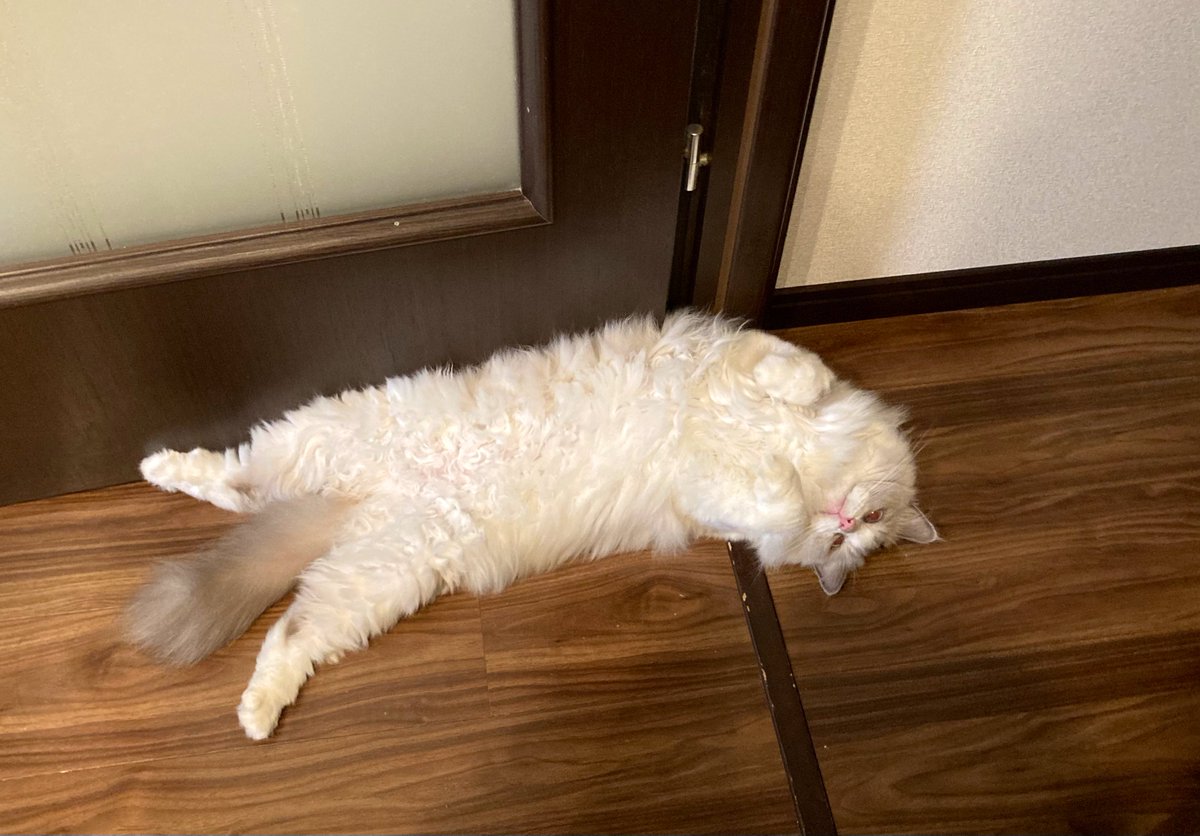 KUMO_Ragdoll's tweet image. うちのネコ、長方形
#rectangular